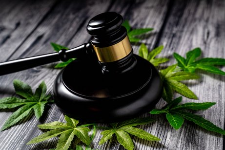 Ein Richterhammer auf mehreren kleinen Bl&auml;ttern einer Cannabis-Pflanze 