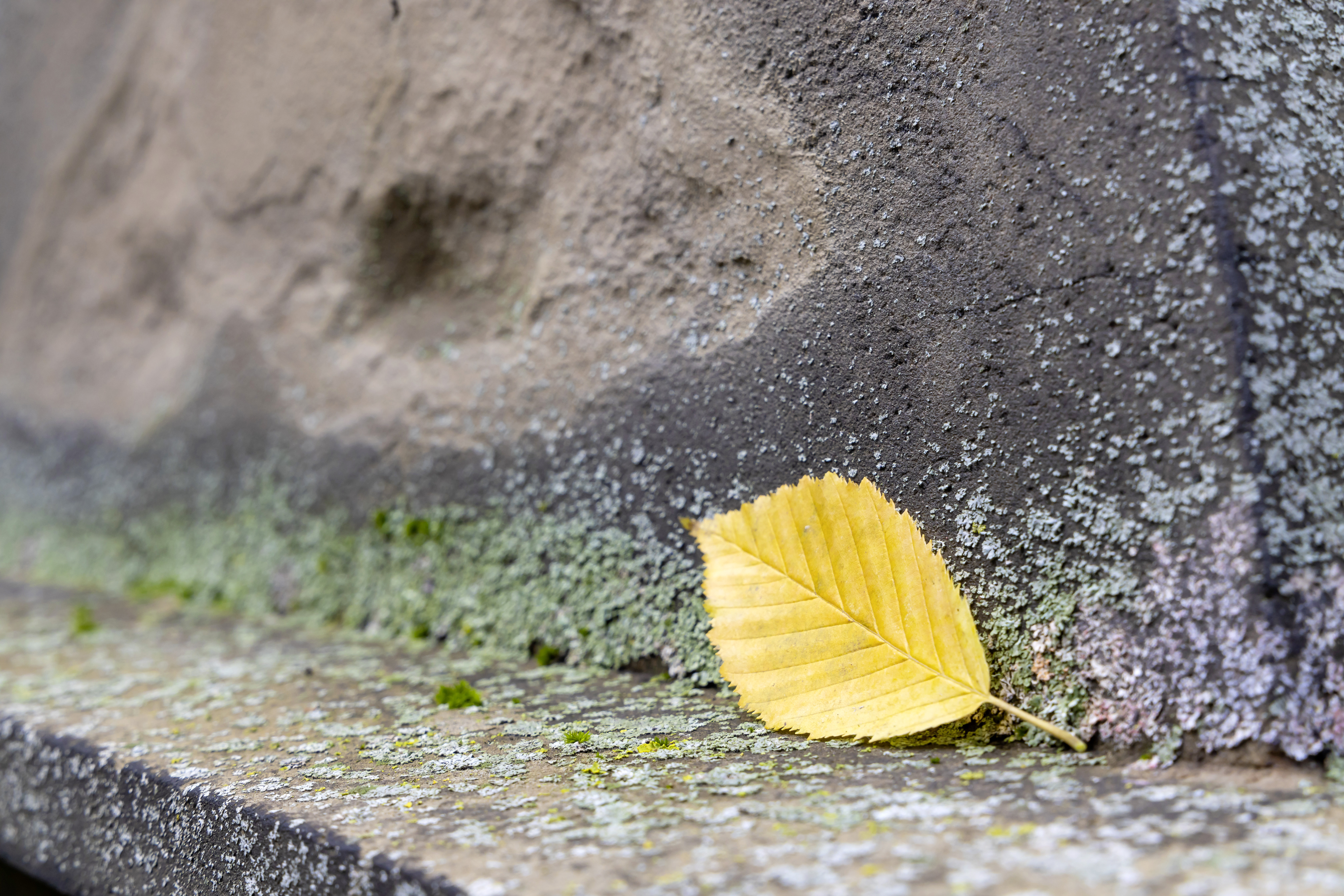 Ein gelbes Herbstblatt liegt auf einem Grabstein auf dem Hoppenlau-Friedhof in Stuttgart.