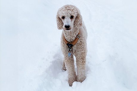 Großpüdelhündin Afra im Schnee.