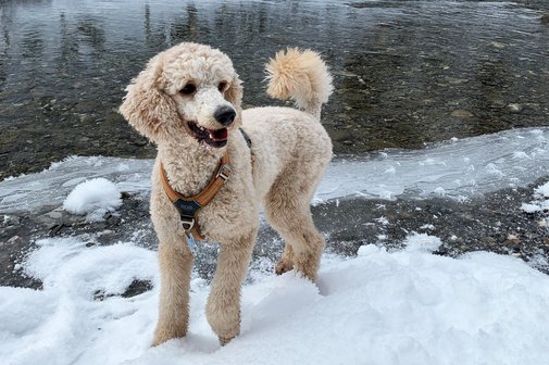 Gro&szlig;pudelh&uuml;ndin Afra steht vor einem Fluss im Schnee.