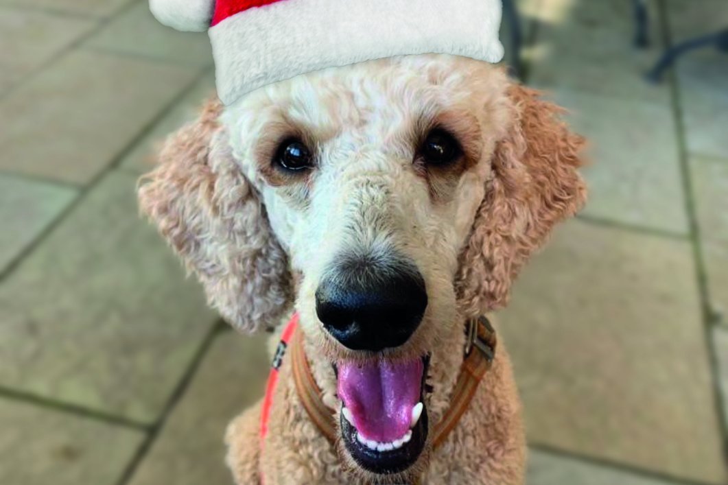 Auf dem Foto sieht man einen Hund mit Weihnachtsmütze.