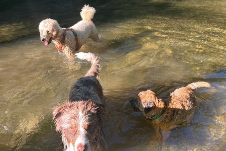 Gro&szlig;pudelh&uuml;ndin Afra (hinten) mit ihren Hundefreunden.