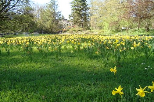 Frühlingswiese Auf dem Bild sieht man eine Wiese mit gelb blühenden Narzissen.
