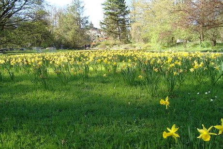 Frühlingswiese Auf dem Bild sieht man eine Wiese mit gelb blühenden Narzissen.