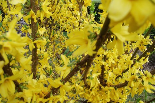 gelbe Bl&uuml;ten an Zweigen