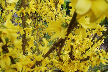 Forsythien gelbe Blüten an Zweigen