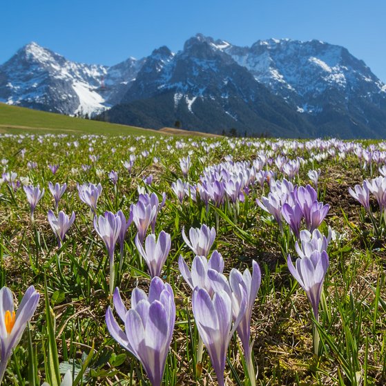 Buckelwiesen im Oberen Isartal Die Buckelwiesen erstrecken sich zwischen Kr&uuml;n, Klais und Mittenwald in Oberbayern. &Ouml;stlich an das Gebiet schlie&szlig;t das Karwendelgebirge an. Besonders im Fr&uuml;hjahr verwandelt sich dieses Naturschutzgebiet in eine einzigartige &uuml;ppige Flora mit blauem Enzian, Mehlprimeln und vielen anderen Arten.