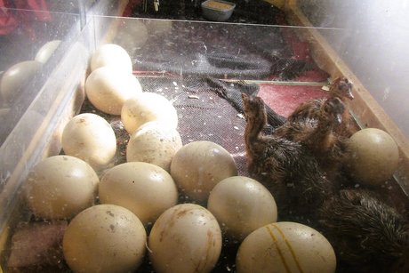 Eier und frisch geschlüpfte Tiere im Wärmebereich