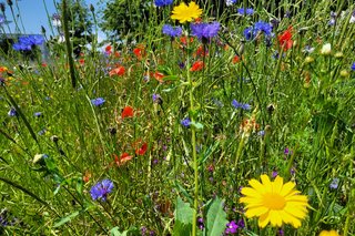 bunte Blumenwiese