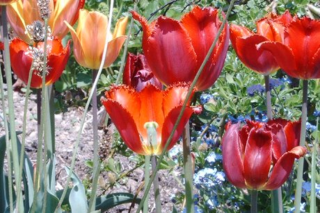 Tulpen im Garten