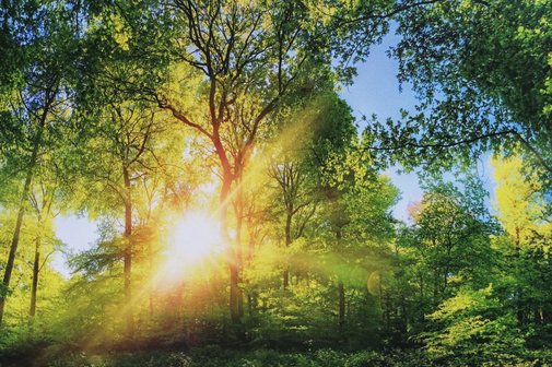 Mitten im Wald mit gr&uuml;nen Laubb&auml;umen; Durch die B&auml;ume strahlt im linken Bild die Sonne ganz hell und der Himmel ist wolkenlos blau.