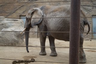 Eelefant