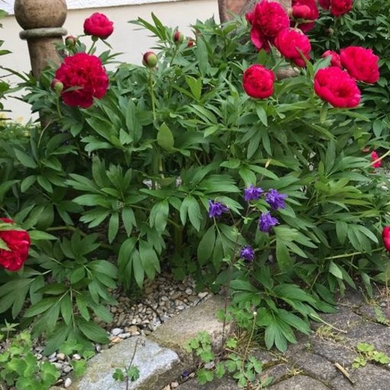 rote Pfingstrosen