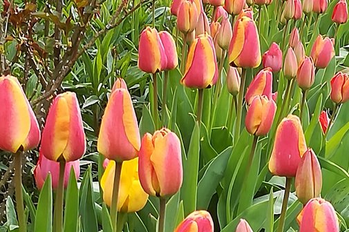 Tulpen rosa-gelb