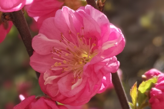 Mandelblüte. Warm strahlt die Frühlingssonne auf eine in voller Blüte stehende, rosa Mandelblüte.