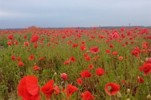 Ein Feld bl&uuml;hender roter Mohnblumen, erhebt sich vor dem wolkenverhangenen, blauen Himmel.