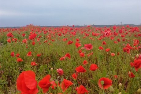 Mohnblumenfeld Ein Feld blühender roter Mohnblumen, erhebt sich vor dem wolkenverhangenen, blauen Himmel.