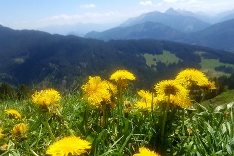 Das Bild zeigt die Allg&auml;uer Berge im Vordergrund eine Wiese mit bl&uuml;hendem L&ouml;wenzahn.