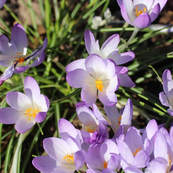 Erste Frühlingsboten Winter ade