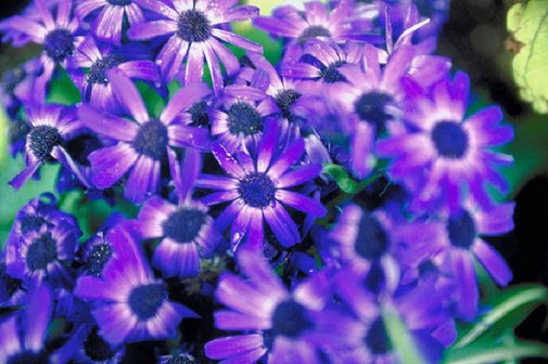 Blumen