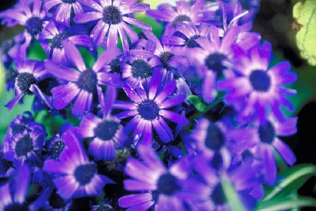Blumen