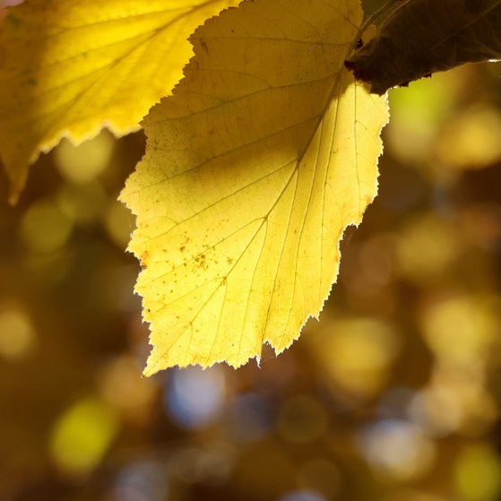Herbst ist's