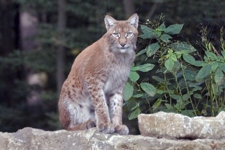 Luchs