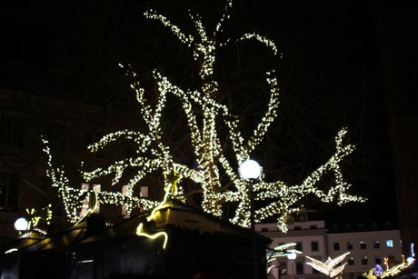 Ahornbaum mit Lichterketten Großer Ahornbaum geschmückt mit Lichterketten