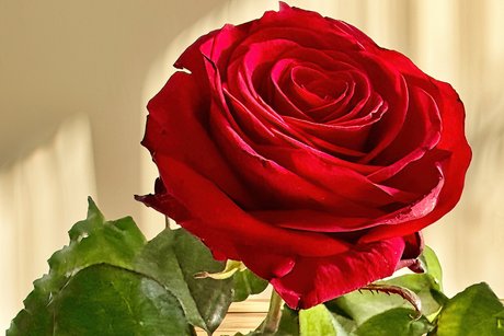 Jedes Mitglied nimmt eine wunderschöne Rose mit nach Hause. Jedes Mitglied nimmt eine wunderschöne Rose mit nach Hause.