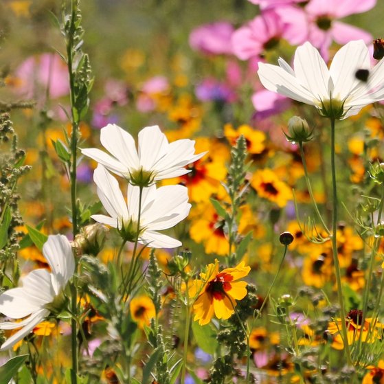 Sommer
