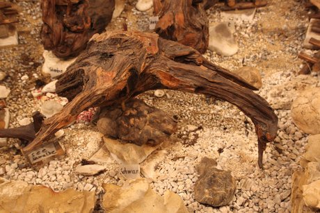 Man sieht eine Wurzel, die einer Seeschwalbe ähnelt