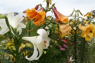 Lilien