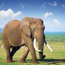 Elefant