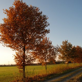 Bild mit Bäumen, Herbstlaub