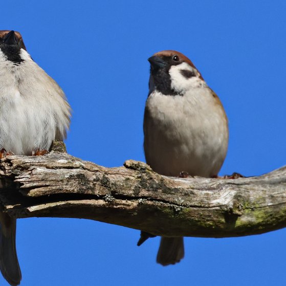 Frühlingsgefühle beim Spatzenpaar? Frühlingsgefühle beim Spatzenpaar?
