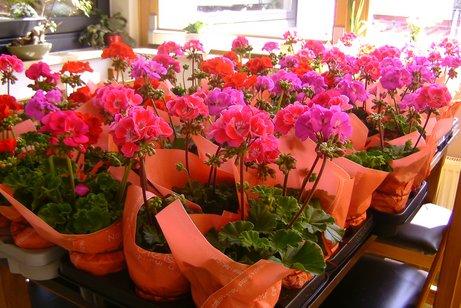 Blumen Geranien für die Anwesenden