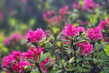 Auf dem Bild man den Garten der Natur - Almeausch