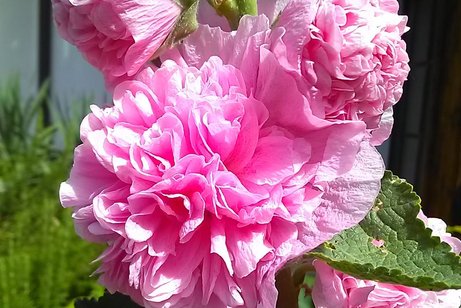 Pfingstrose Pfingstrose