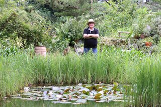 Teich mit Seerosen und Fröschen