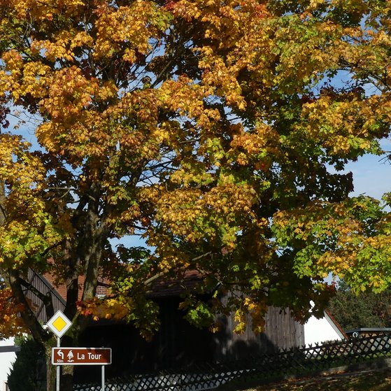 Der Herbst ist da Herbst