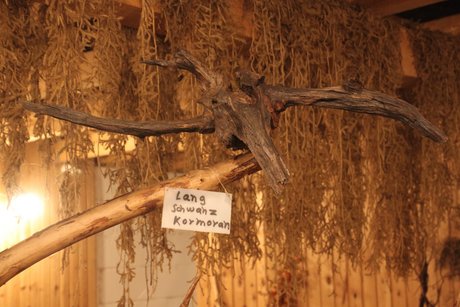 Man sieht eine Wurzel, die einem Langschwanzkormoran ähnelt