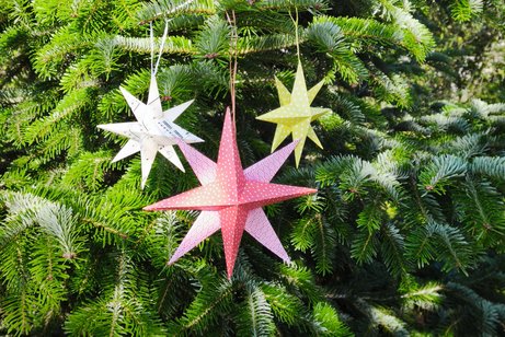 Papiersterne am Tannenbaum