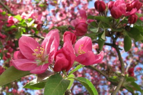 Fr&uuml;hlingsbl&uuml;te