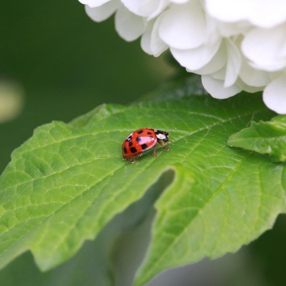Marienk&auml;fer auf gr&uuml;nen Blatt mit einigen kleinen weissen Bl&uuml;ten