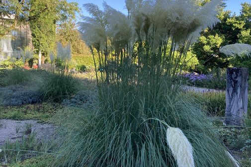 Bl&uuml;hende Gr&auml;ser