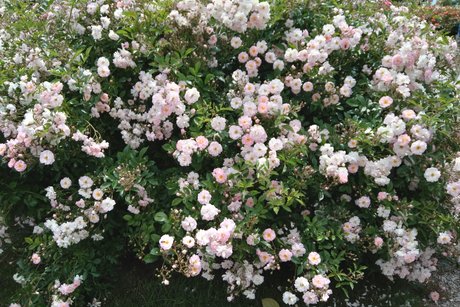 Rosenheimecke wei&szlig;