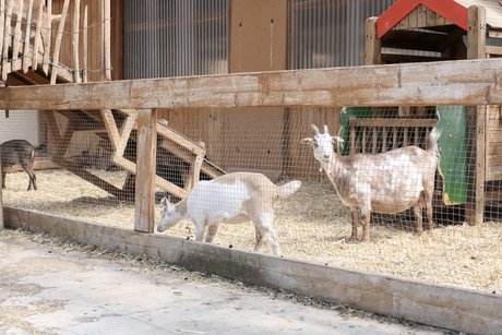 Streichelzoo Streichelzoo