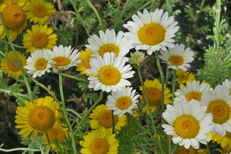 Blumen überall Blumen überall