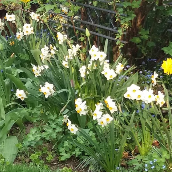 Narzissen, gelbe Tulpen