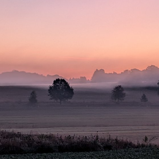 Morgenrot, Nebel, B&auml;ume